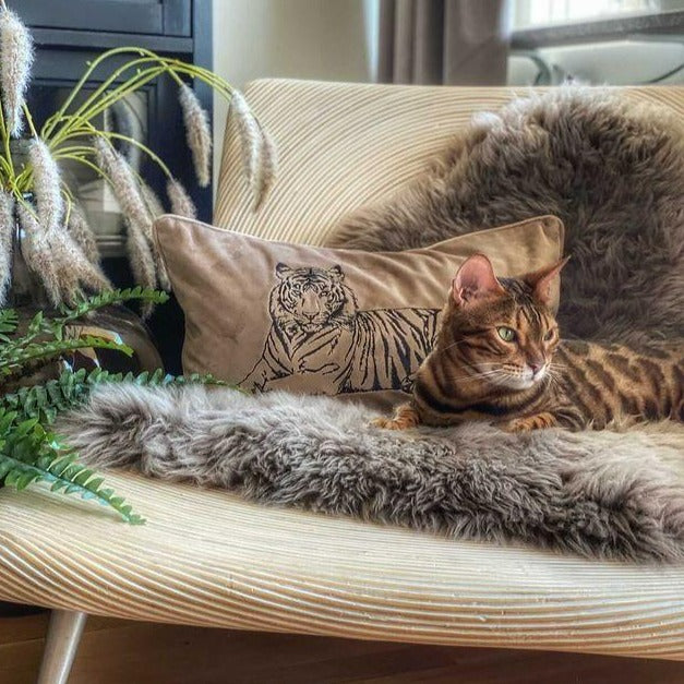 Tiger Lumbar | Oyster